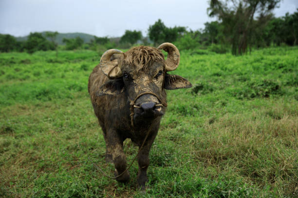 istock Buffalo eating grass in the spring nature 2126075228
