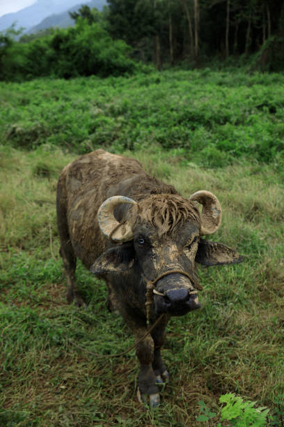 istock Buffalo eating grass in the spring nature 2126078270