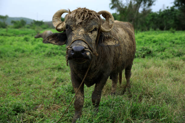 chinese farmer with water buffalo on rice field in Guilin, China