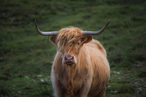 Closeup moody portrait of highland furry cow. Rural life and farming concept. High quality photo