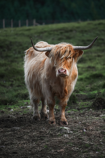 portrait of highland furry cow on the pasture. Rural life and farming concept. Vertical banner. High quality photo