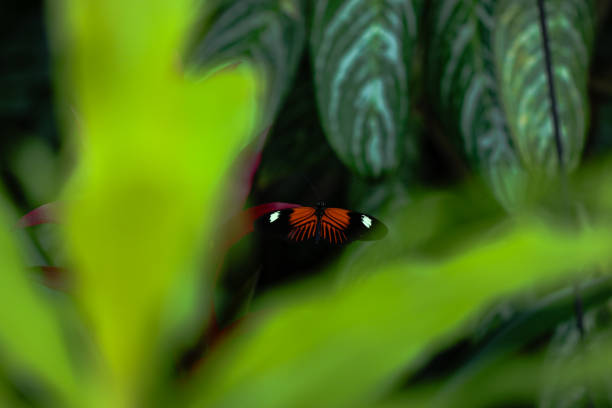 Close up of the butterfly