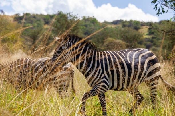 Zebras in Akagera park, Rwanda