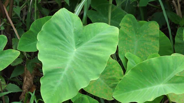 Taro leaves (Colocasia esculenta, talas) with natural background. Colocasia esculenta is a tropical plant grown primarily for its edible corms, a root vegetable most commonly known as taro.