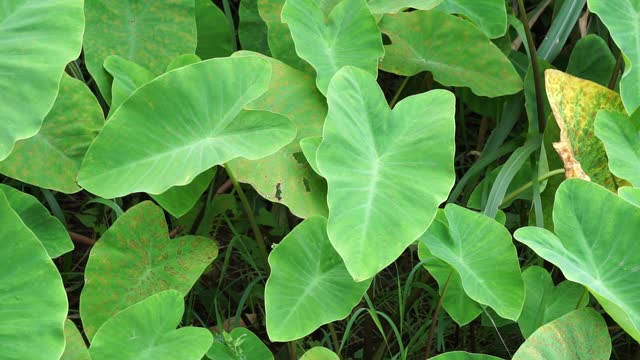 Taro leaves (Colocasia esculenta, talas) with natural background. Colocasia esculenta is a tropical plant grown primarily for its edible corms, a root vegetable most commonly known as taro.