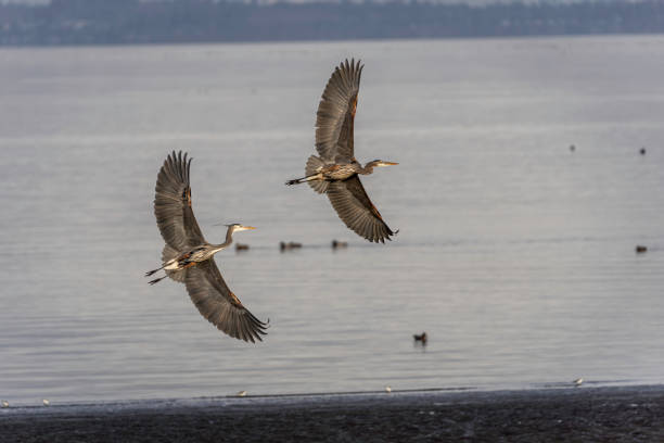 istock Two Great Blue Herons playing as they fly over Boundary Bay, B.C., Canada. 2126179764
