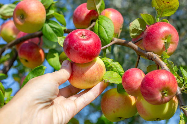 istock A woman's hand picks a ripe red apple from an apple tree branch. Useful vitamins, apple diet 2126216787