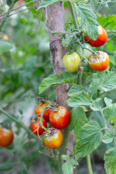 istock Sick, spoiled tomatoes with spots grow on the bush. Vegetables affected by late blight 2126217078