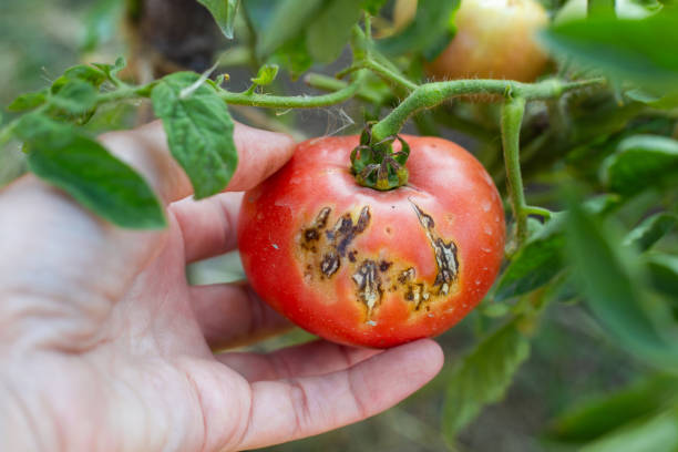 istock farmer inspects spoiled tomatoes with spots affected by late blight. Growing vegetables, preventing diseases 2126217079