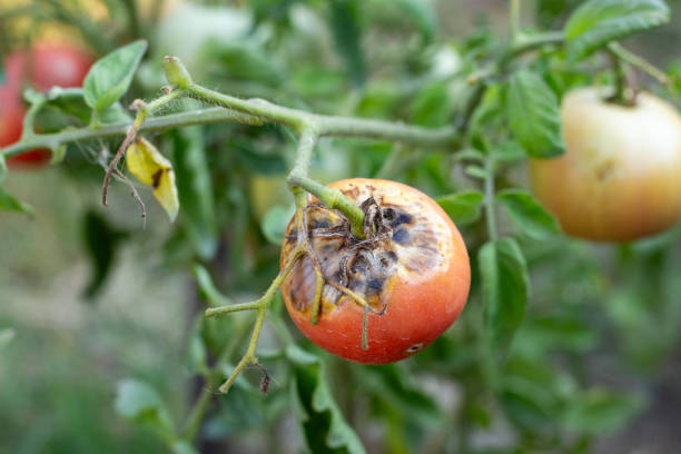 Sick, spoiled tomatoes with spots grow on the bush. Vegetables affected by late blight