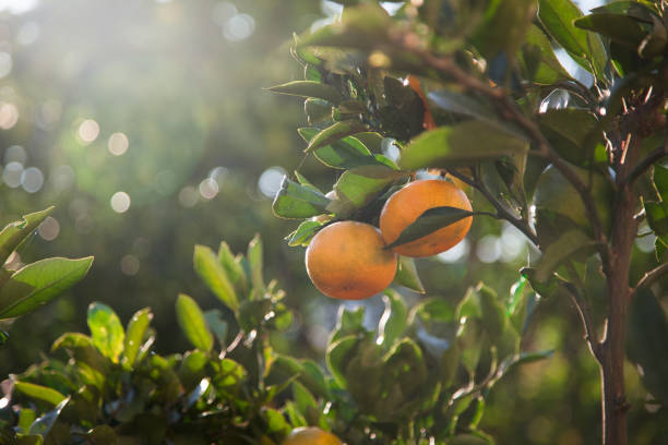 Orange tree in orange garden at sunset.