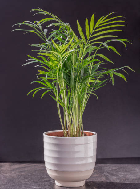 Chamaedorea elegans plant in white flower pot on a black background.