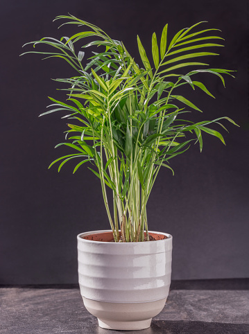 Chamaedorea elegans plant in white flower pot on a black background. Amazing dark background with Neanthe bella palm, Parlour palm, Space for text, Selective focus.