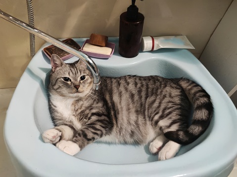 a domestic pet well groomed cat sitting and resting on a sink in bathroom looking