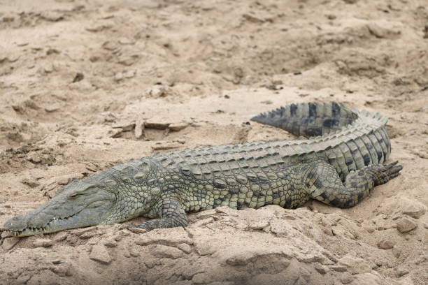 istock The Nile crocodile (Crocodylus niloticus cowiei ) in South Africa 2126251706
