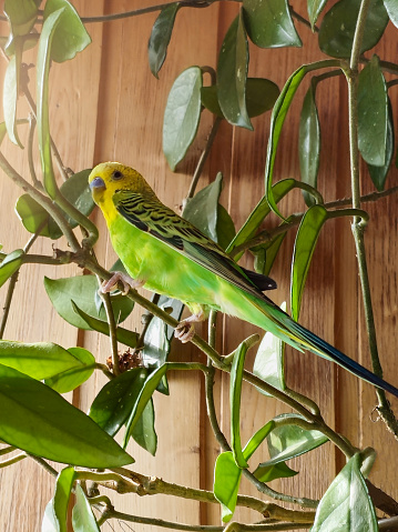 Vertical view of a bright green young budgie sitting on the branch of a plant. Breeding songbirds at home.