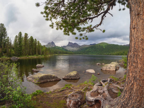 istock Amazing forest with old cedar on a shore lake. 2126263890
