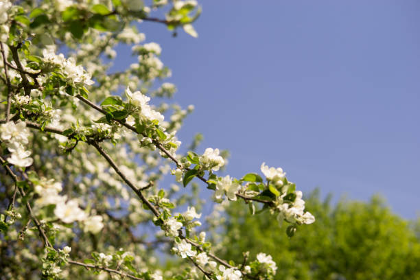 An apple tree in a blooming park, the general plan.Blooming branches of an apple tree with white flowers, a background of spring nature.