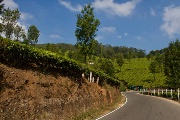 istock Tea plantation in Munnar, India 2126267025