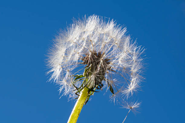 Macro photography of a dandelion flower in closeup, with seeds blowing in the wind against a backdrop of a blue sky and clouds in the natural landscape