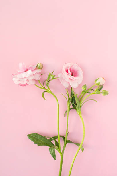 istock Pink flowers and Mock-up 2126347218