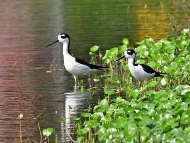 istock Black-necked Stilts (Himantopus mexicanus) -   standing in a lake with reflection 2126372364