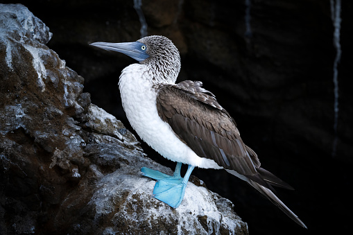 Blue-footed Boobie in the Galápagos Islands