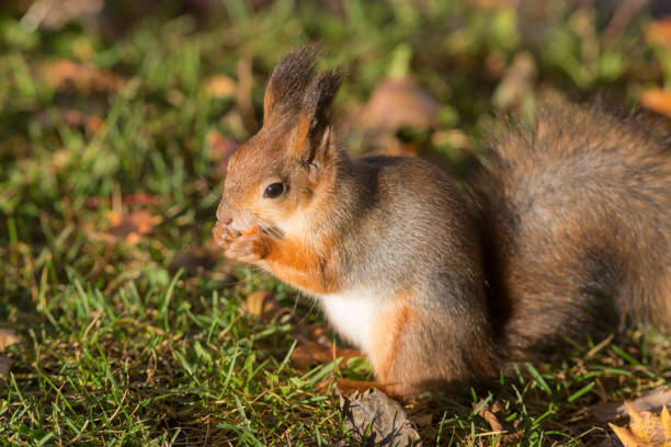Common red Squirrel in a backyard running with reed in its mouth. 2020