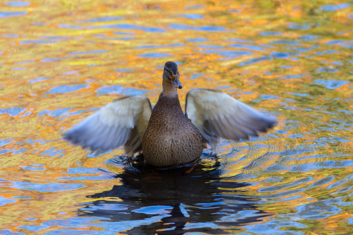 portrait of a duck in the water with wings and autumn reflections