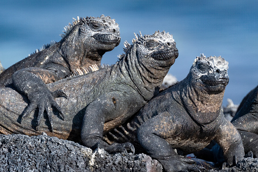 Three marine iguanas sunning themselves in the Galápagos Islands