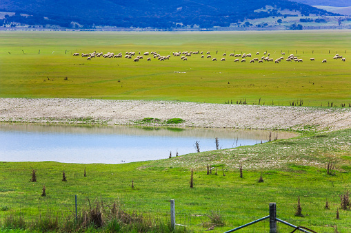 Sheep grazing near a waterhole in Lake George during the dry season with no flooding rainfall.
