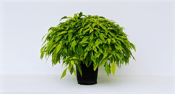Juicy green Ilex crenata, fresh plant