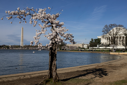 Cherry Blossom in Washington DC