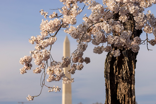 Cherry Blossom in Washington DC