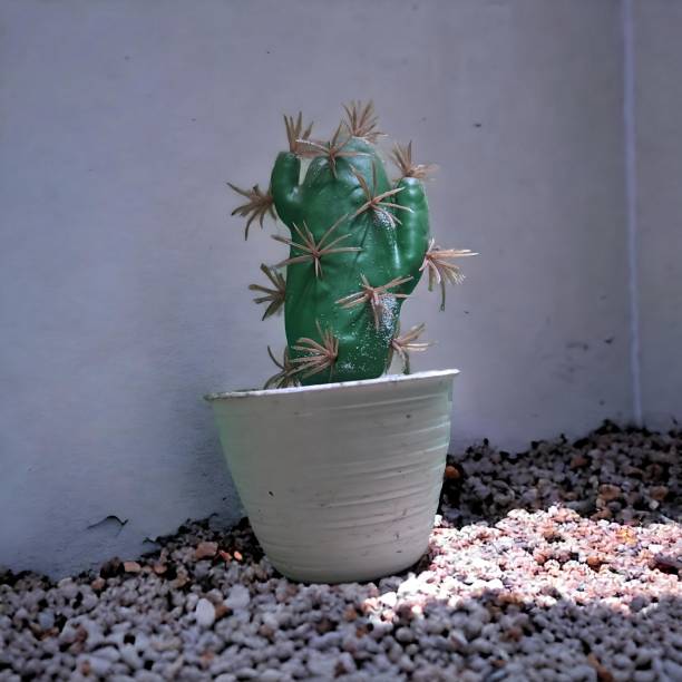 istock Portrait of decorative cactus in the yard 2126492971