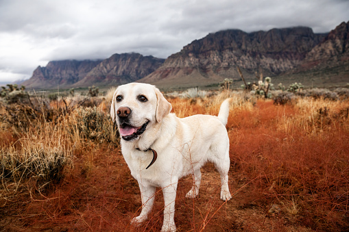 Frendly Labrador retriever dog standing at hiking trail in desert of Southern Nevada, USA - Image