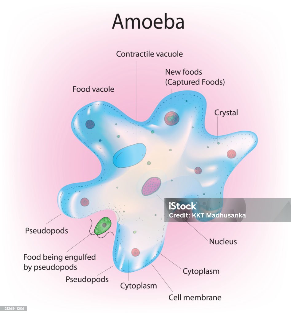Amiba Science Ilustración de Anatomía De La Ameba y más Vectores Libres de Derechos ...