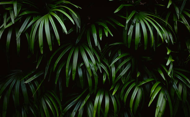 istock Green leaves background with dark tones. Green leaf texture nature background. tropical leaf concept 2126552074