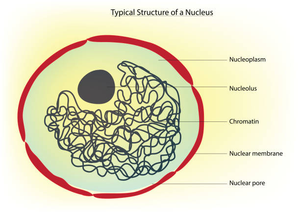 Nucleolo Vector 380+ Nucleolo Ilustraciones de Stock, gráficos vectoriales libres de ...