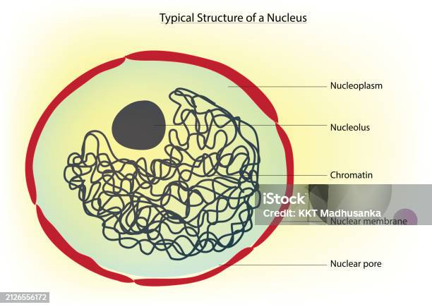 Nucleus Abstract Simple Typical Structure Of A Nucleus Stock Illustration - Download Image Now ...