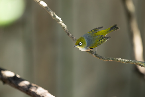 New Zealand Waxeye bird, also called Silvereye or Tauhou, perched gracefully on a branch, its vibrant plumage catching the light. A welcome visitor in the garden.