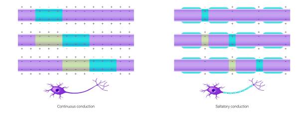 wektor potencjału czynnościowego. ciągłe przewodzenie i przewodzenie solne. akson niezmielinizowany i akson mielinowy. - brain human spine neuroscience healthcare and medicine stock illustrations