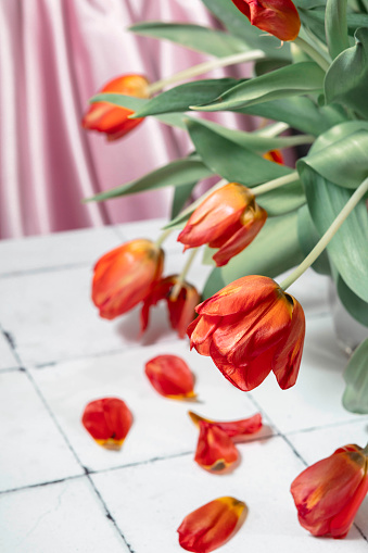 Elegance in Decline : The silent beauty of withering tulips on a white tiled backdrop, a contrast between vitality and the inevitable passage of time