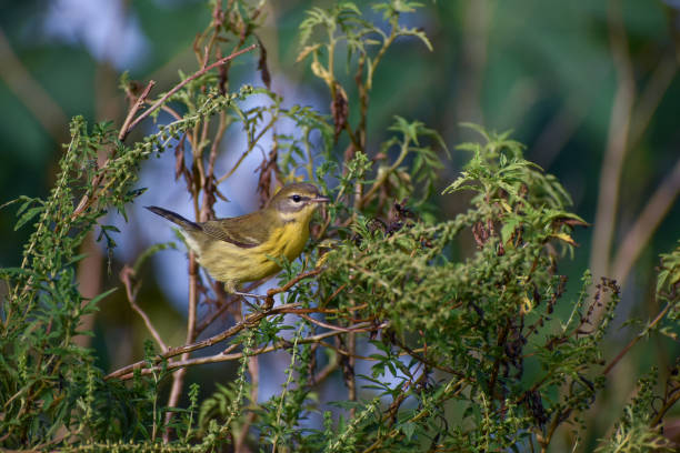 yellow prairie warbler in everglades national park, florida - big cypress swamp ストックフォトと画像