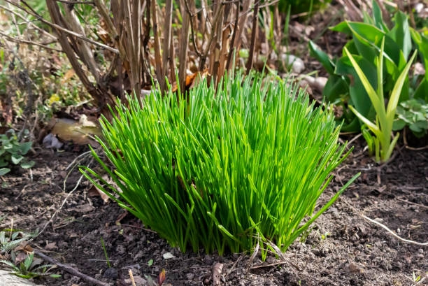 Green chives, vegetable garden and background blurred.