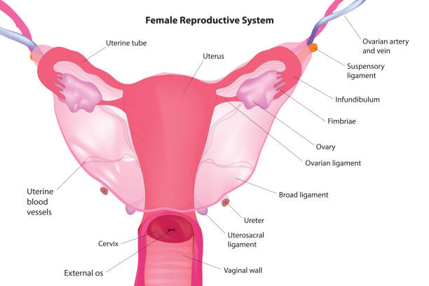Female Repr 50+ Female Reproductive Anatomy Diagram Background Stock Illustrations ...