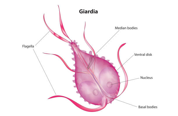 ilustrações, clipart, desenhos animados e ícones de anatomia da giárdia - trofozóide