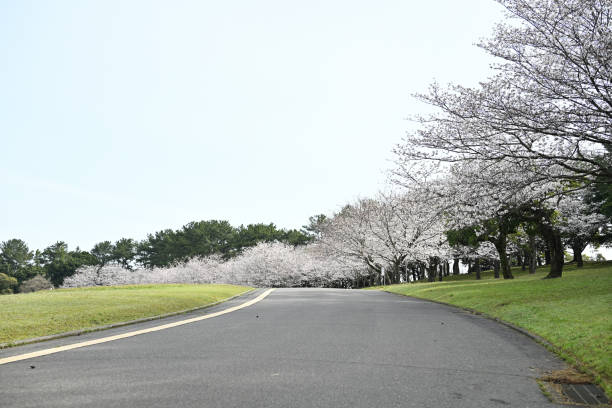 The cherry blossoms are soft and fleeting, attracting attention and evoking a sense of the splendor and transience of spring. The green trees, houses, and paths together create a serene and picturesque sceneThis scene is a typical representation of the seasonal transition in many East Asian regions, where the arrival of spring is celebrated through the brief but magnificent display of cherry blossoms. The delicate pink flowers combined with the surrounding green vegetation reflect the cyclical nature of the natural world and an appreciation for the beauty of nature's moments