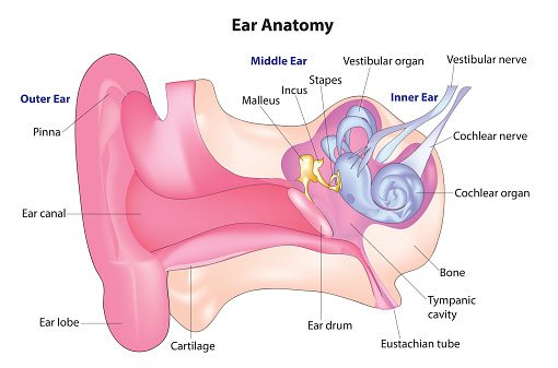 Human ear anatomy