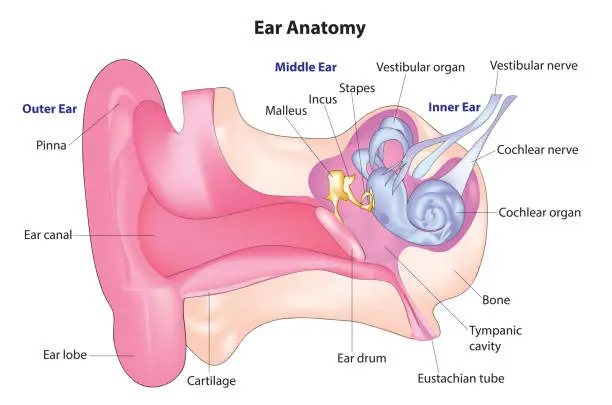 Vector illustration of Human ear